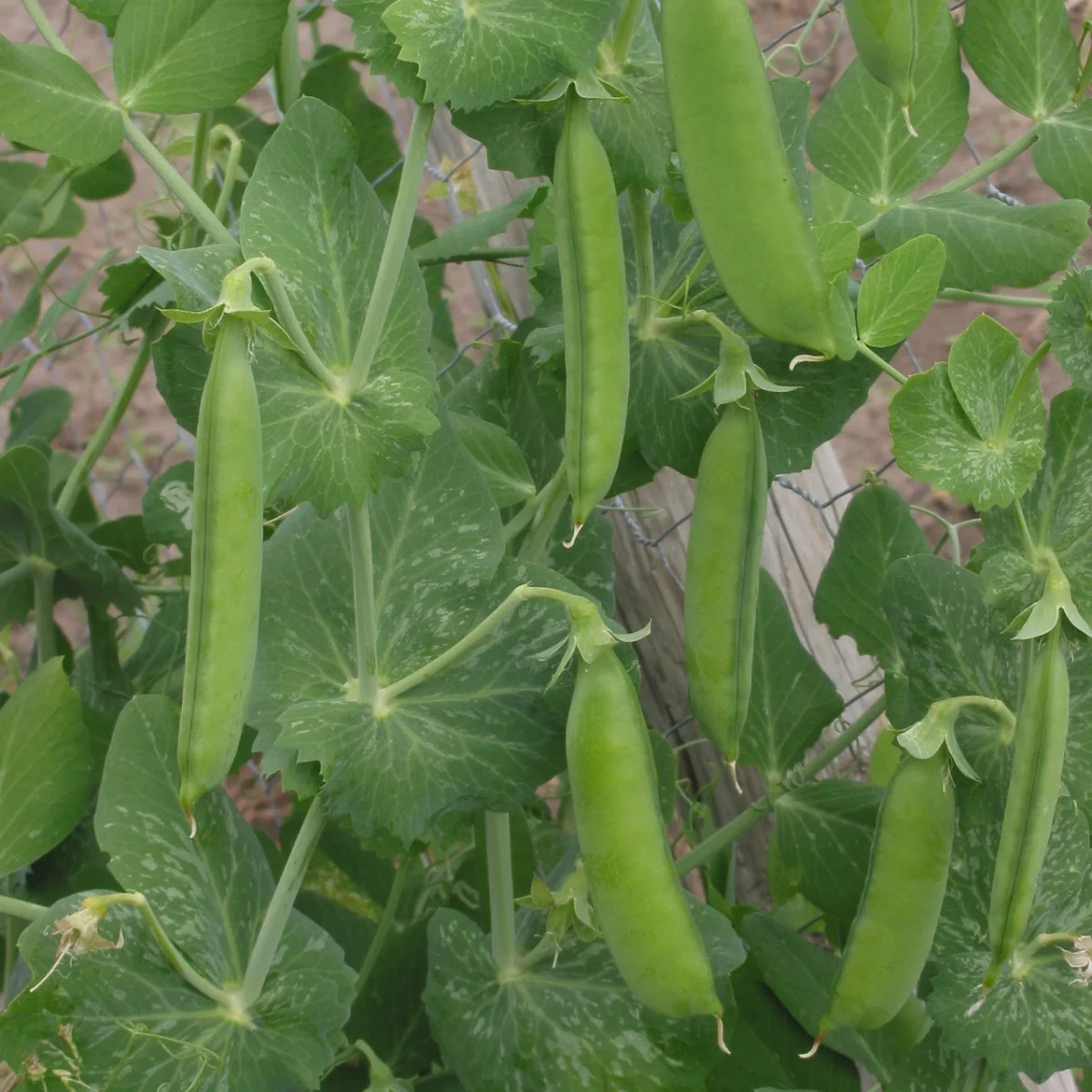 Representative image of Peas, English