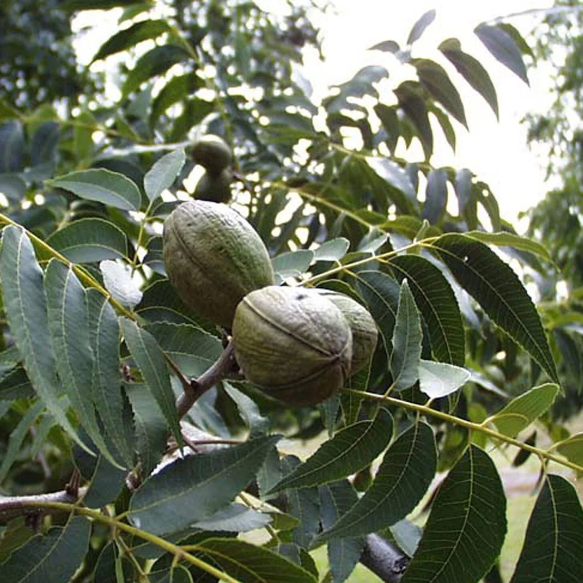 Representative image of Pecan