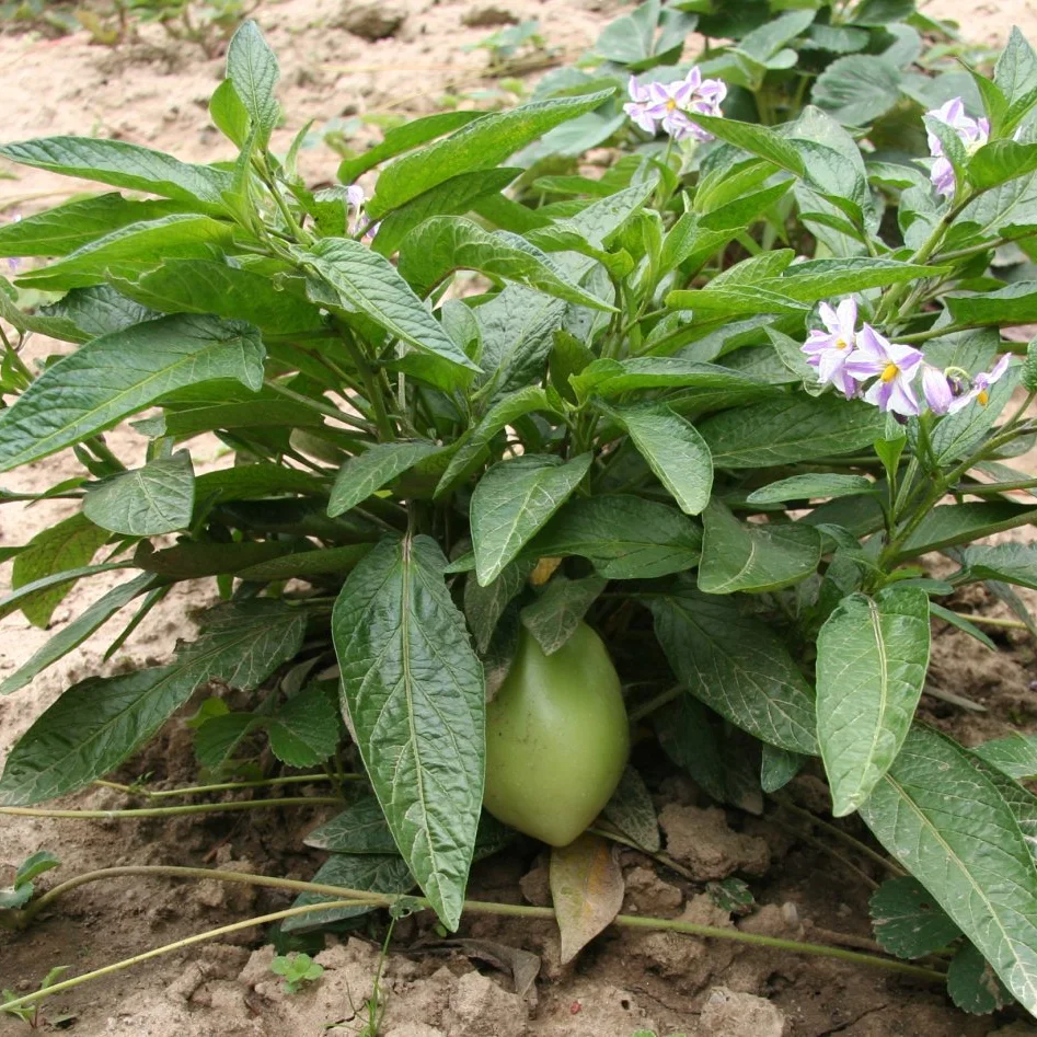 Representative image of Pepino Melons