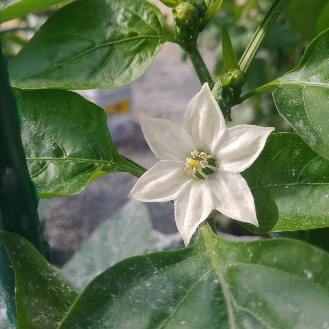 Representative image of Peppers, Bell