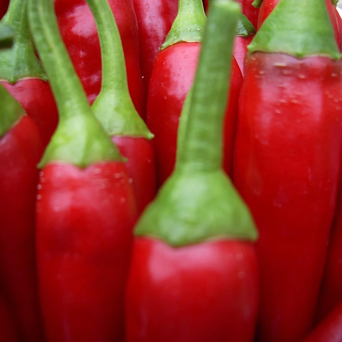 Representative image of Peppers, Hot