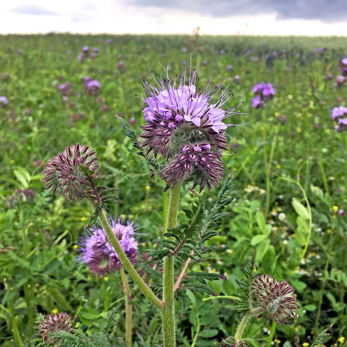 Representative image of Phacelia