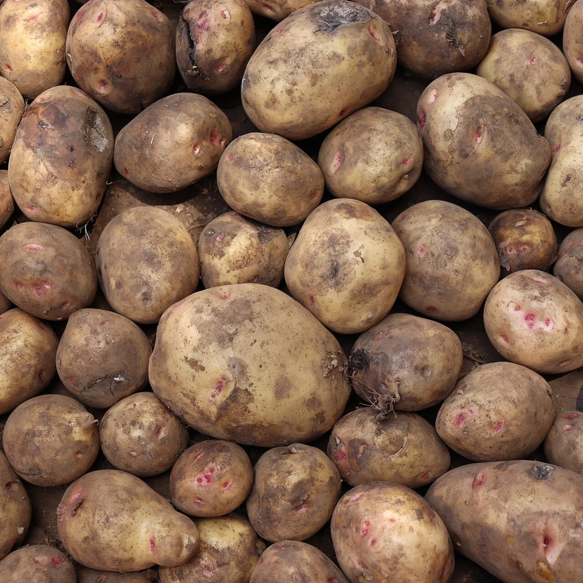 Representative image of Potatoes, Irish