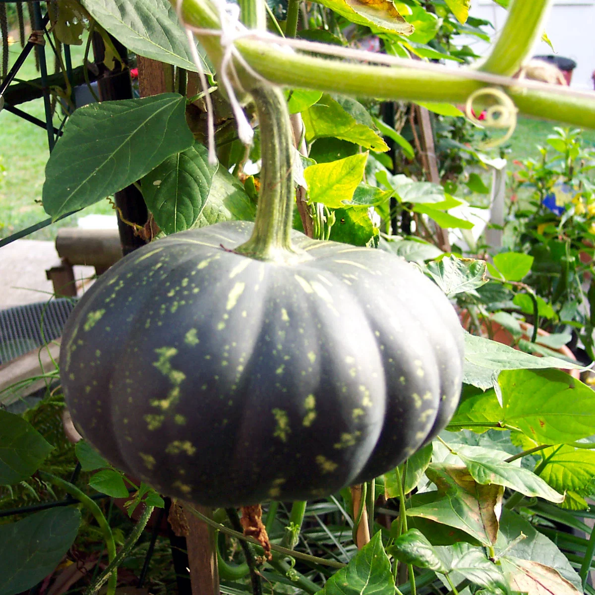 Representative image of Pumpkins