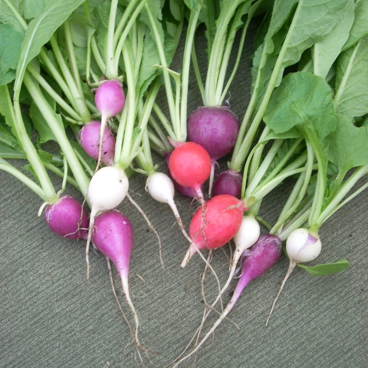Representative image of Radishes