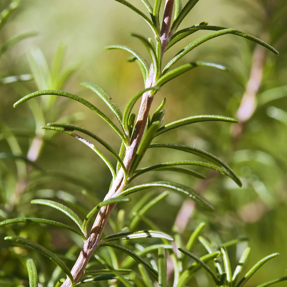 Representative image of Rosemary