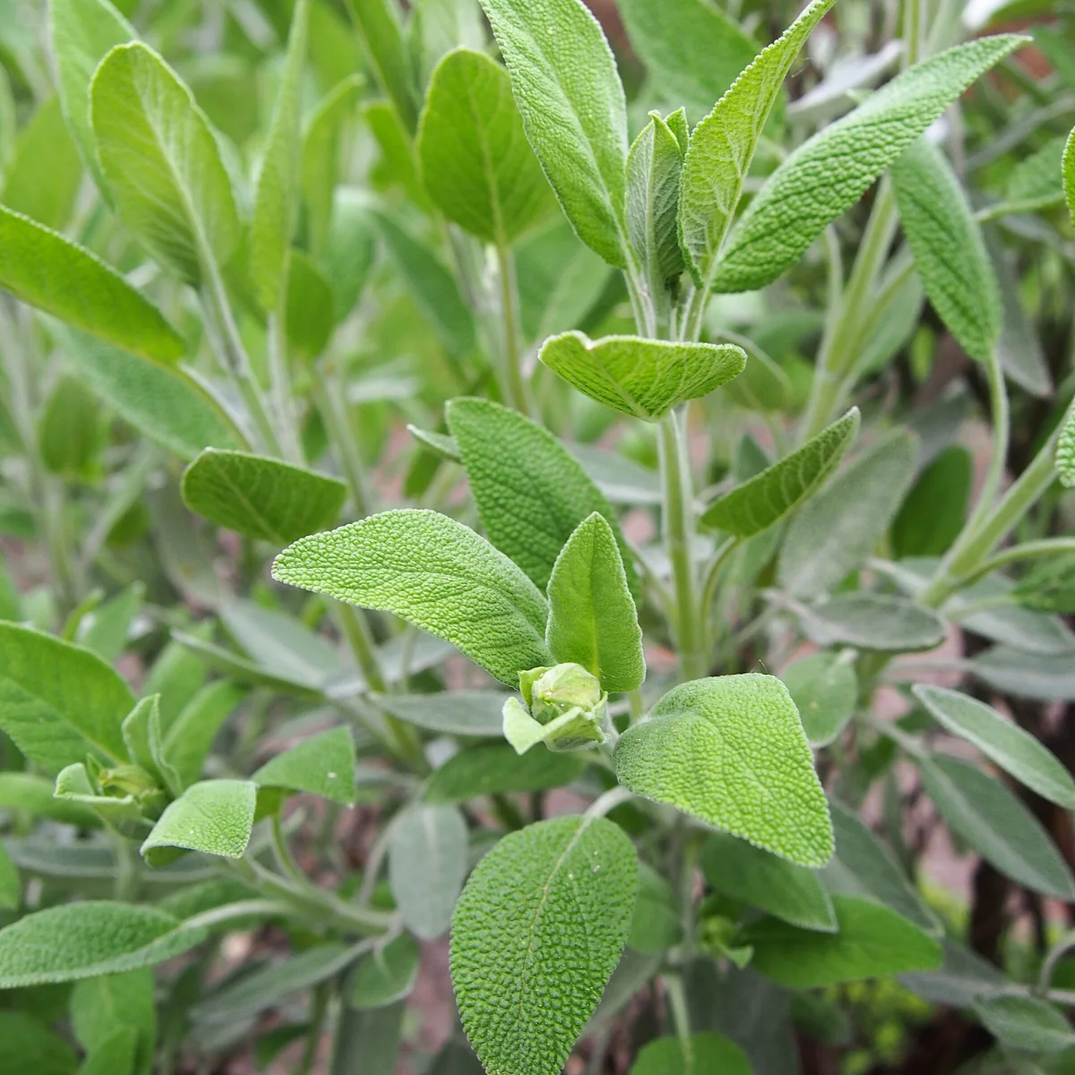 Representative image of Sage