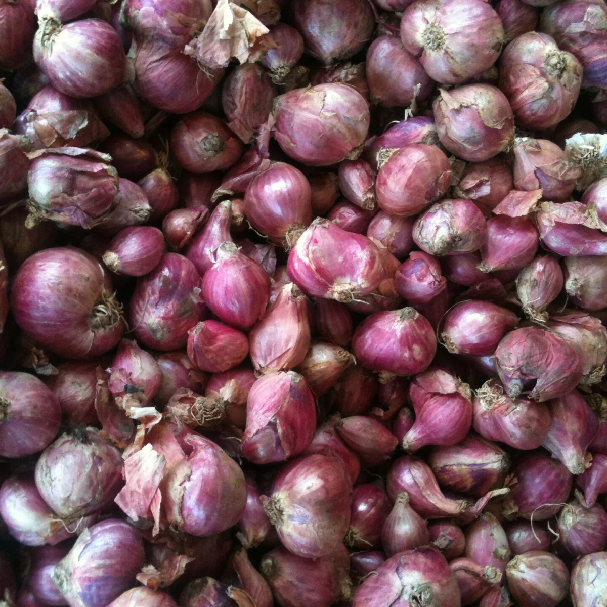 Representative image of Shallots