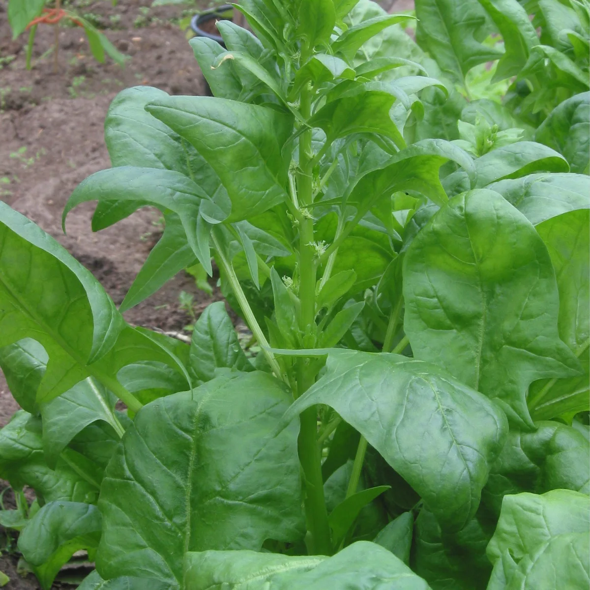 Representative image of Spinach