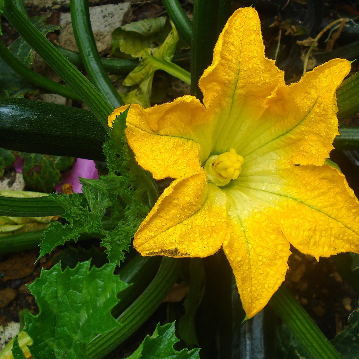 Representative image of Squash, Summer