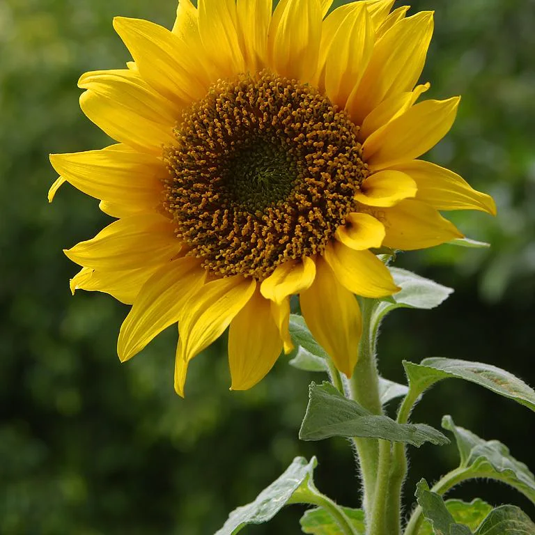 Representative image of Sunflower