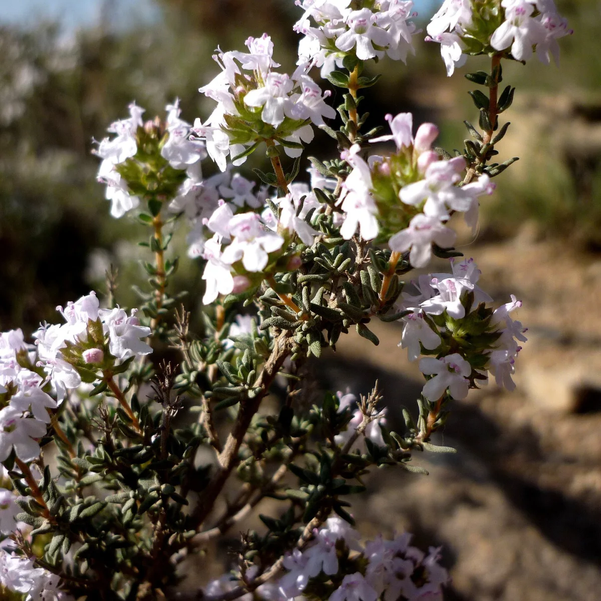 Representative image of Thyme