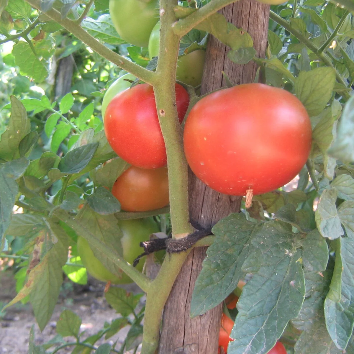 Representative image of Tomatoes