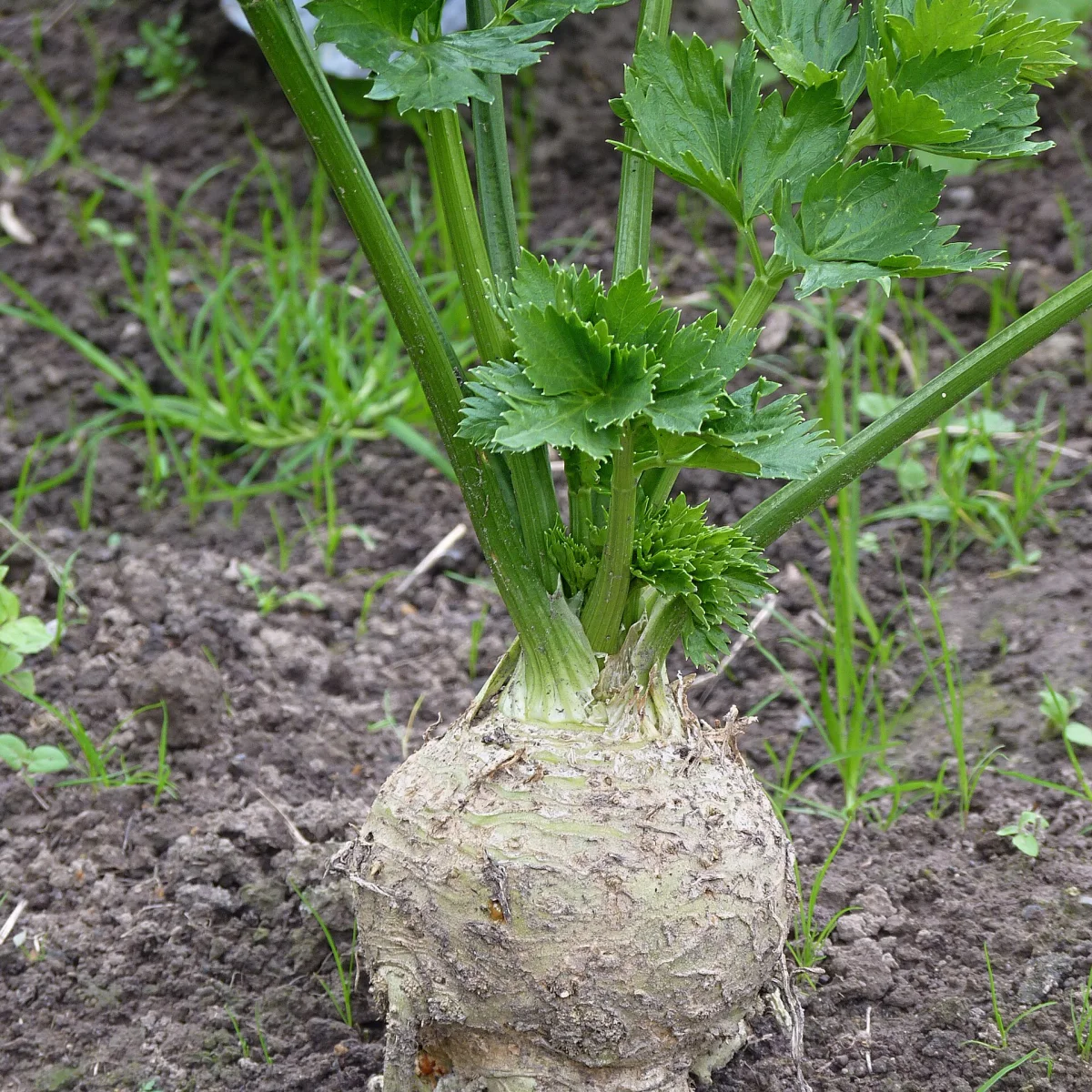 Representative image of Turnips for Roots