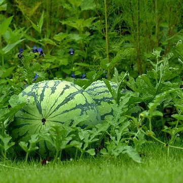 Representative image of Watermelons
