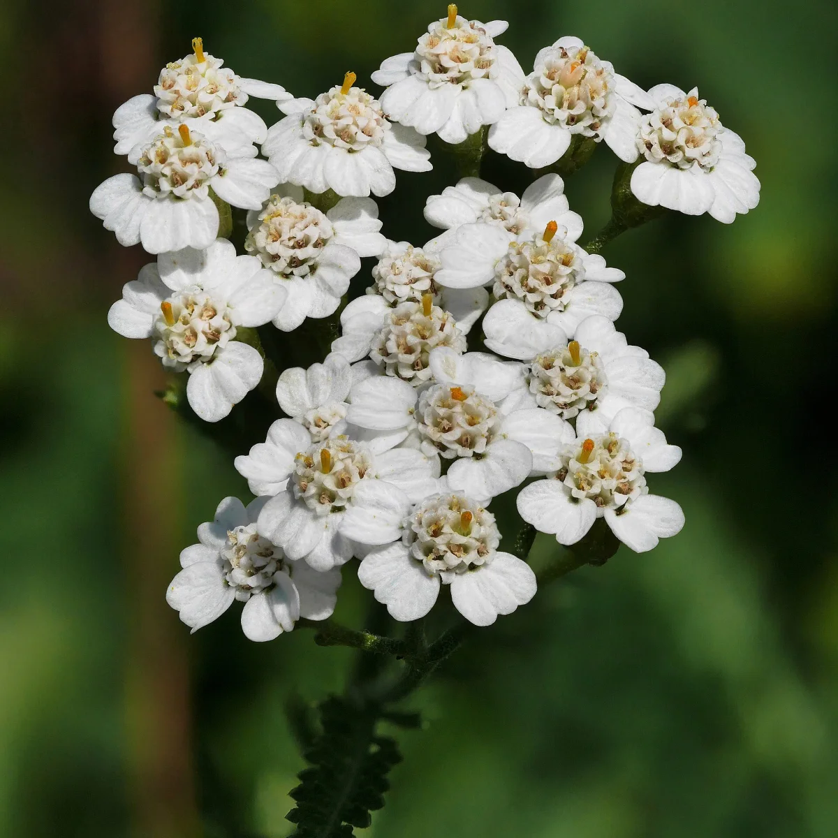 Representative image of Yarrow