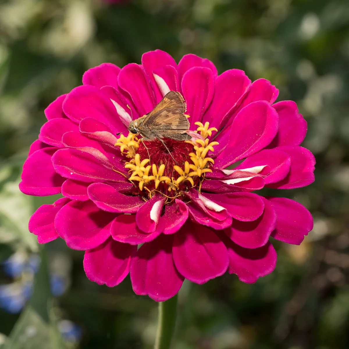 Representative image of Zinnia