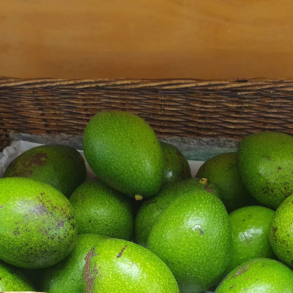 Smooth green Bacon avocados displayed in a basket