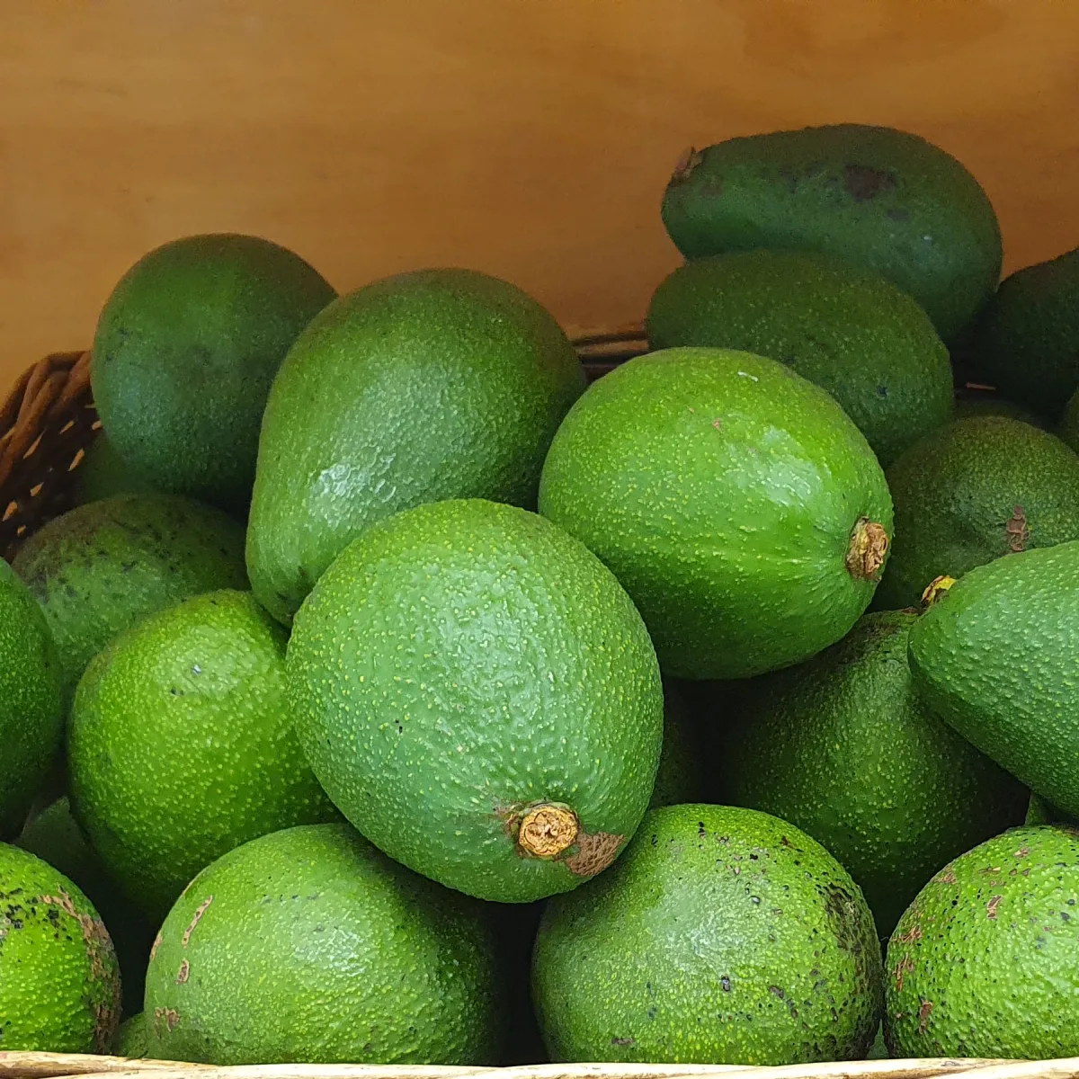 Green pear-shaped Fuerte avocados displayed in a basket